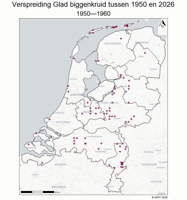 Glad biggenkruid is sinds 1950 flink toegenomen in Nederland